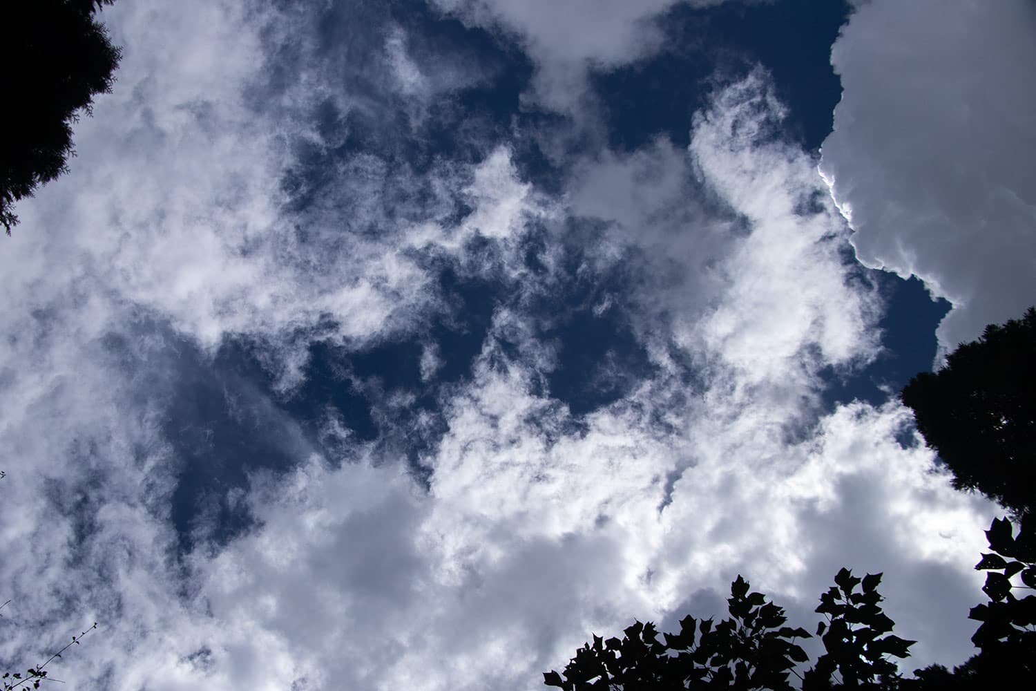 成長する積乱雲〔9月〕