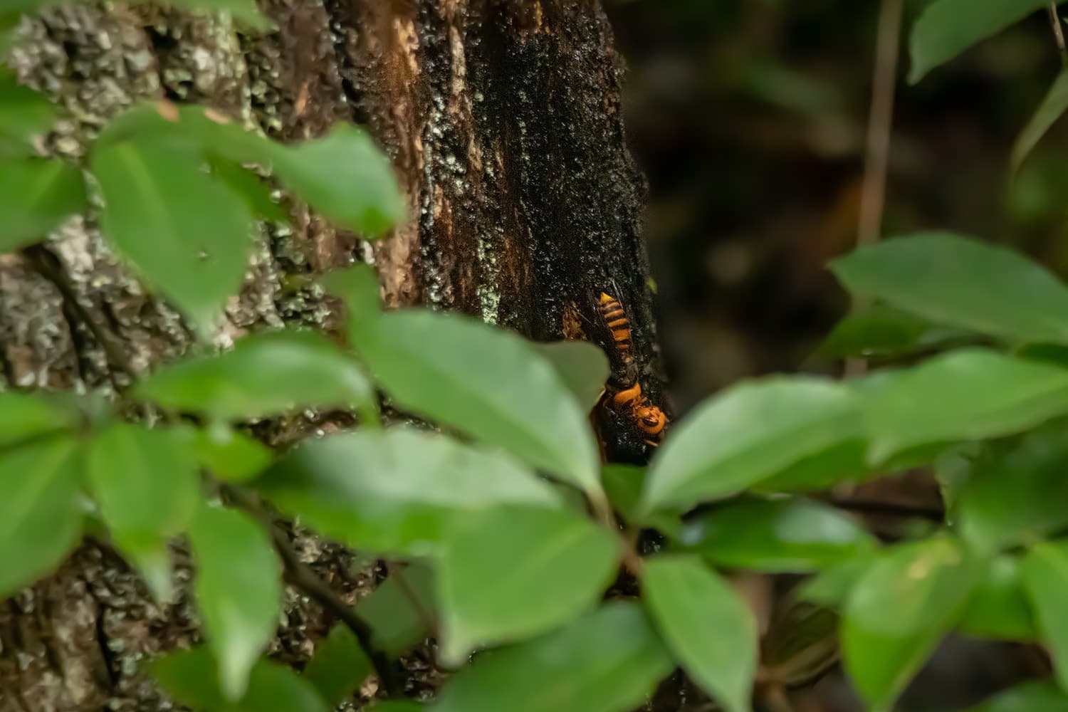 Polistes rothneyi | キアシナガバチ