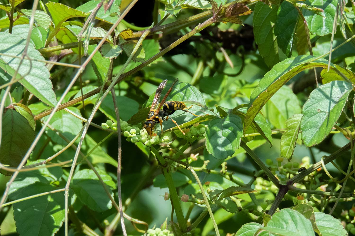 キアシナガバチ | Polistes rothneyi