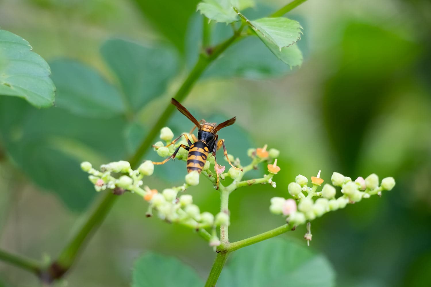 Polistes rothneyi | キアシナガバチ