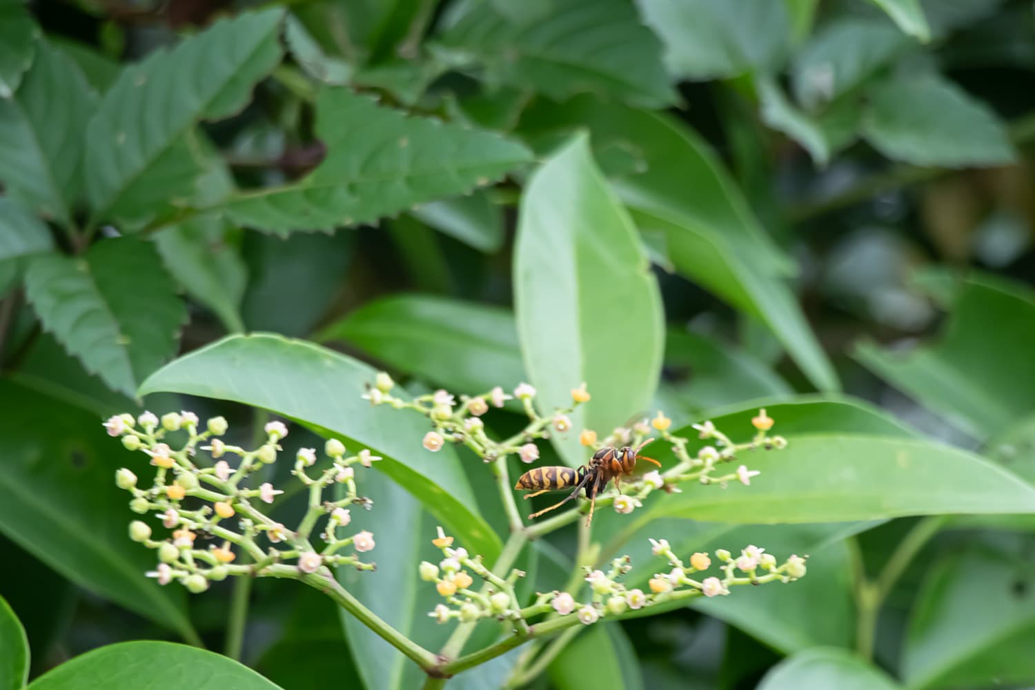 Polistes rothneyi | キアシナガバチ